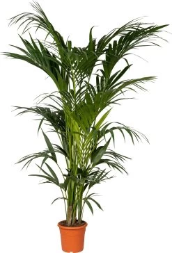Kentiapalm (Howea Forsteriana) D 24 H 190 Cm
