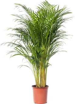 Goudpalm (Dypsis Lutescens ) D 24 H 130 Cm