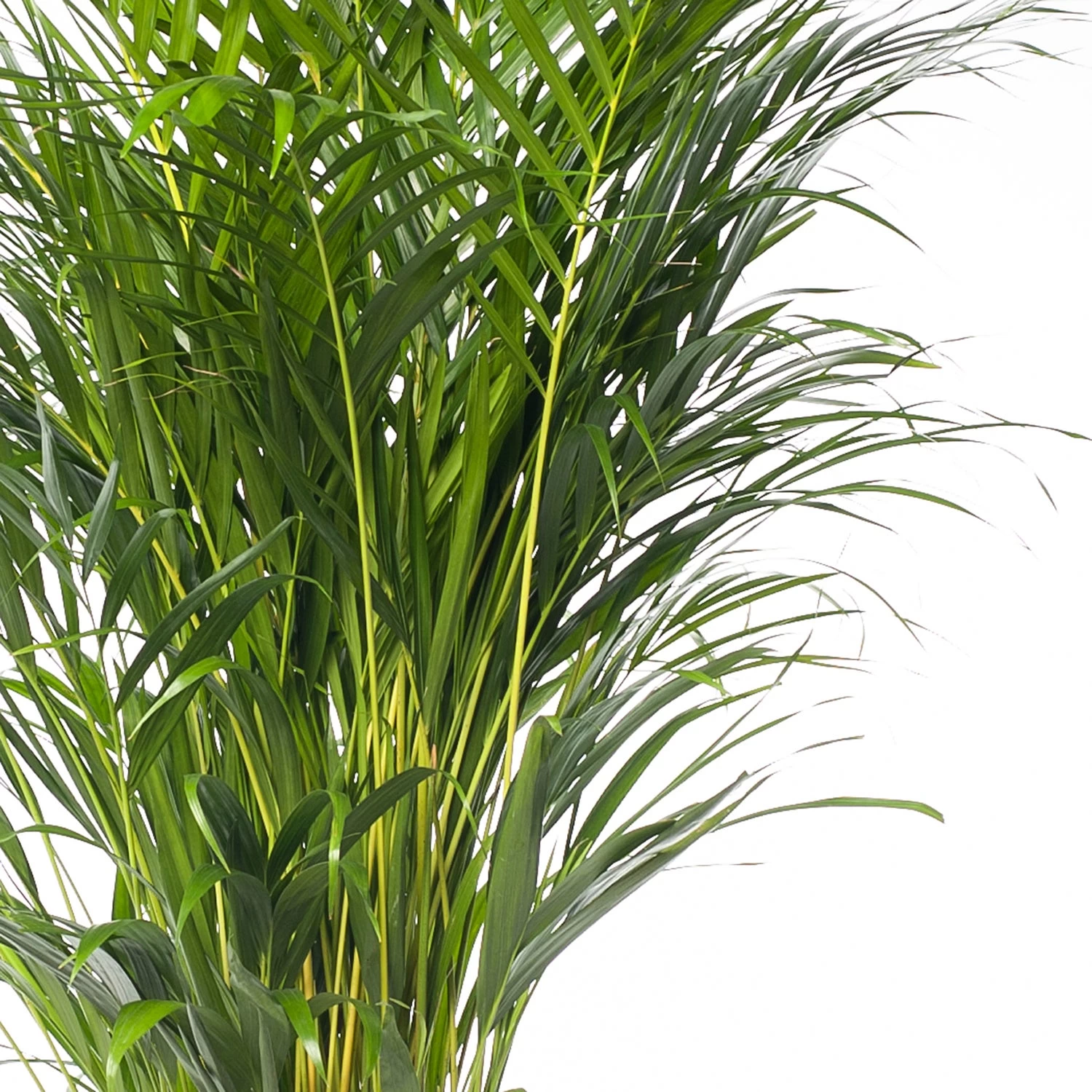 Goudpalm (Dypsis Lutescens ) D 24 H 130 Cm 2 Goudpalm (Dypsis Lutescens ) D 24 H 130 Cm - Afbeelding 2