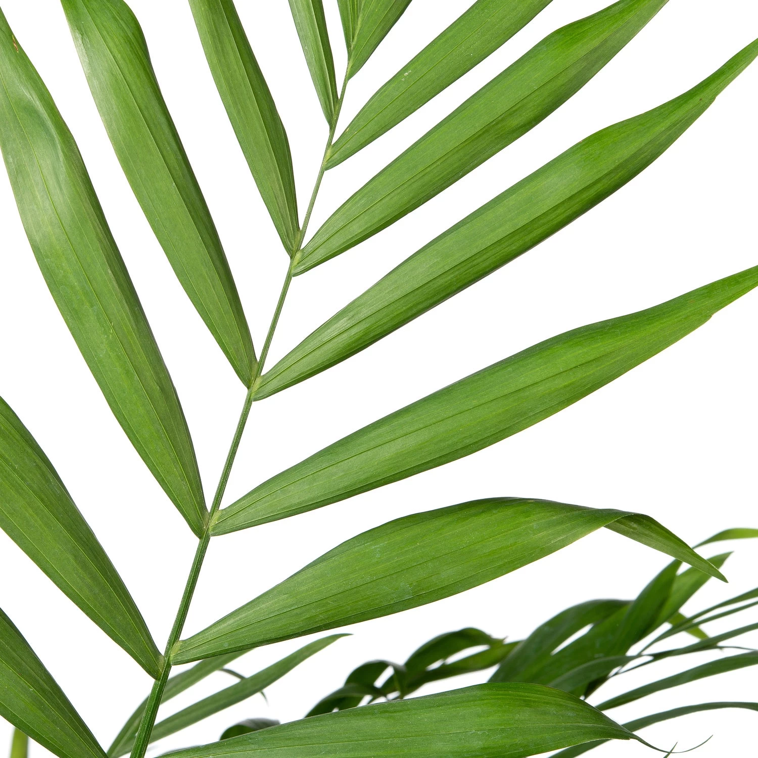 Bergpalm (Chamaedorea Elegans) D 19 H 85 Cm 2 Bergpalm (Chamaedorea Elegans) D 19 H 85 Cm - Afbeelding 2