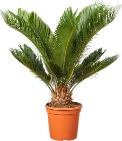 Varenpalm (Cycas Revoluta ) D 20 H 50 Cm
