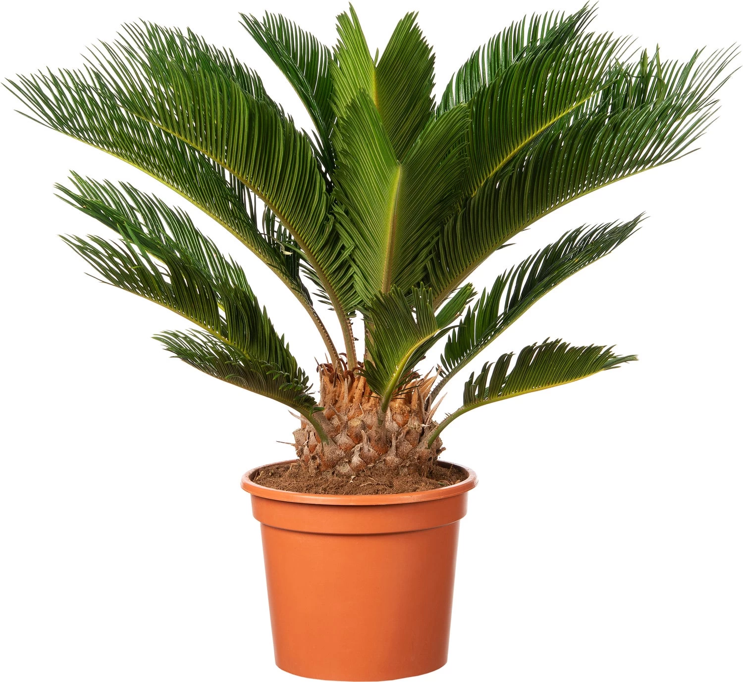 Varenpalm (Cycas Revoluta ) D 23 H 55 Cm 1 Varenpalm (Cycas Revoluta ) D 23 H 55 Cm