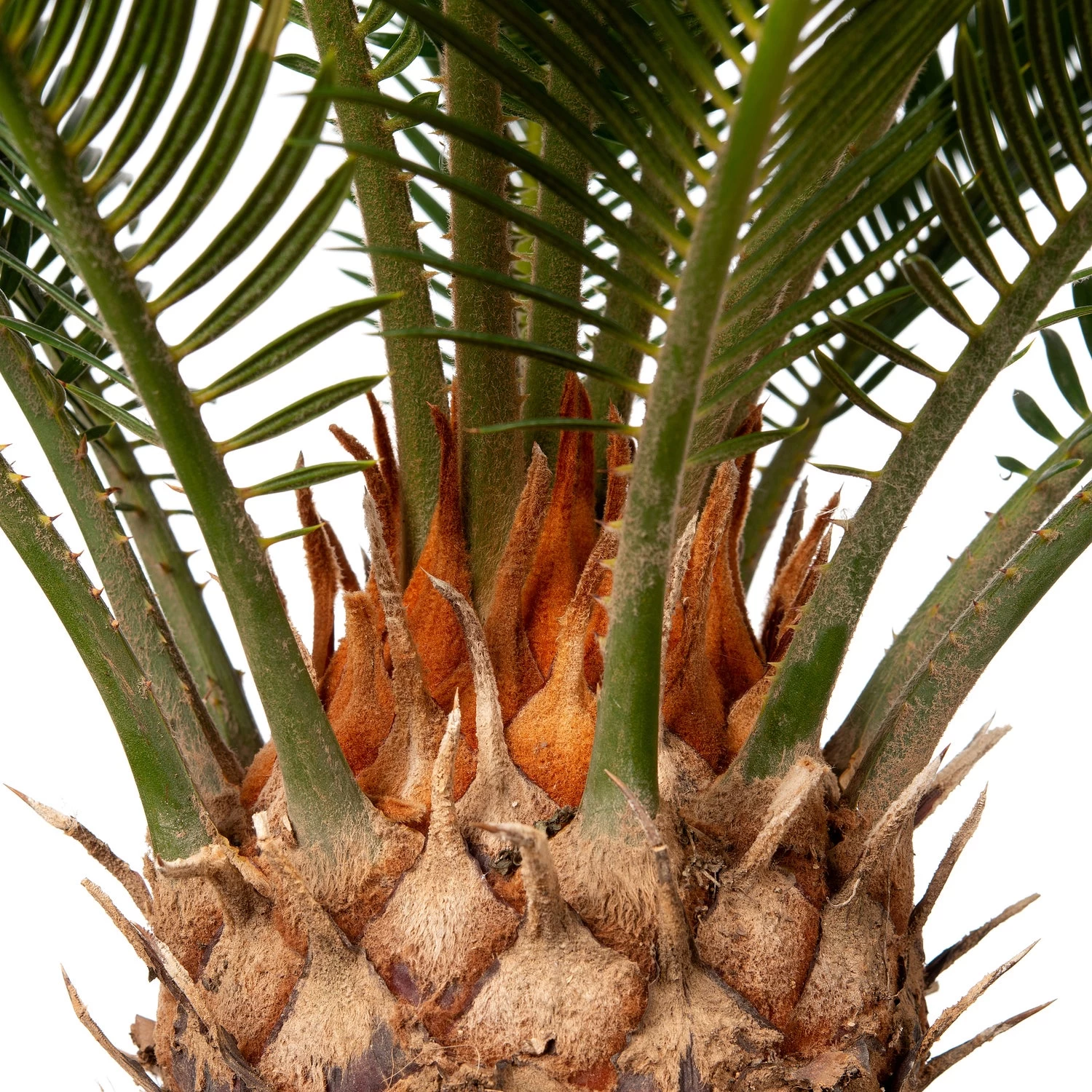 Varenpalm (Cycas Revoluta ) D 23 H 55 Cm 2 Varenpalm (Cycas Revoluta ) D 23 H 55 Cm - Afbeelding 2