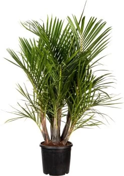 Spindelpalm (Mascarena Verschaffelti ) D 30 H 100 Cm