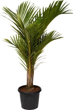 Spindelpalm (Mascarena Verschaffelti ) D 35 H 160 Cm