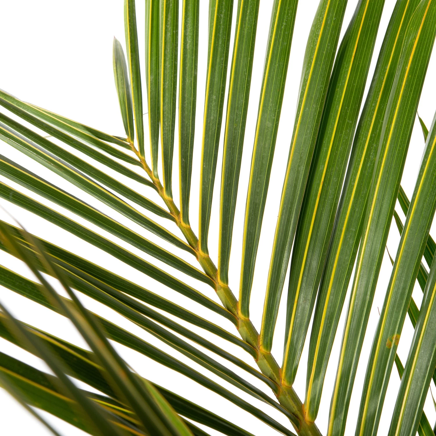 Spindelpalm (Mascarena Verschaffelti ) D 35 H 160 Cm 2 Spindelpalm (Mascarena Verschaffelti ) D 35 H 160 Cm - Afbeelding 2