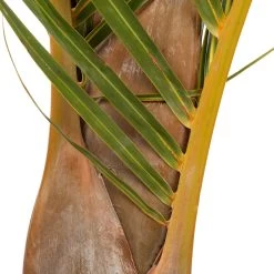 Spindelpalm (Mascarena Verschaffelti ) D 35 H 160 Cm 5 Spindelpalm (Mascarena Verschaffelti ) D 35 H 160 Cm -Kortingswinkel Voor Kamerplanten 8717263246879 3