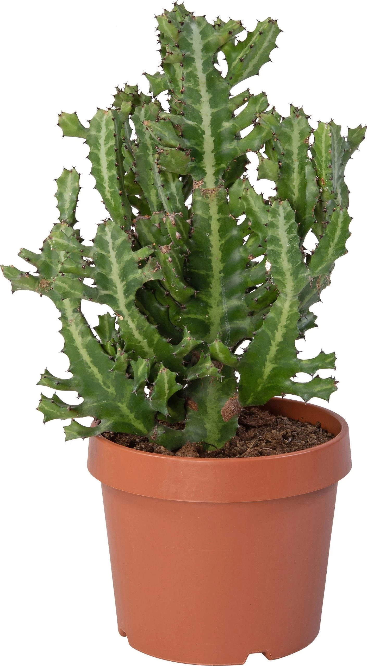 Kandelaarsplant (Euphorbia Lactea) D 24 H 60 Cm 1 Kandelaarsplant (Euphorbia Lactea) D 24 H 60 Cm