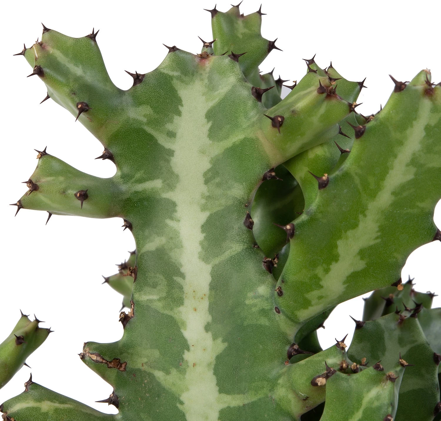 Kandelaarsplant (Euphorbia Lactea) D 24 H 60 Cm 2 Kandelaarsplant (Euphorbia Lactea) D 24 H 60 Cm - Afbeelding 2