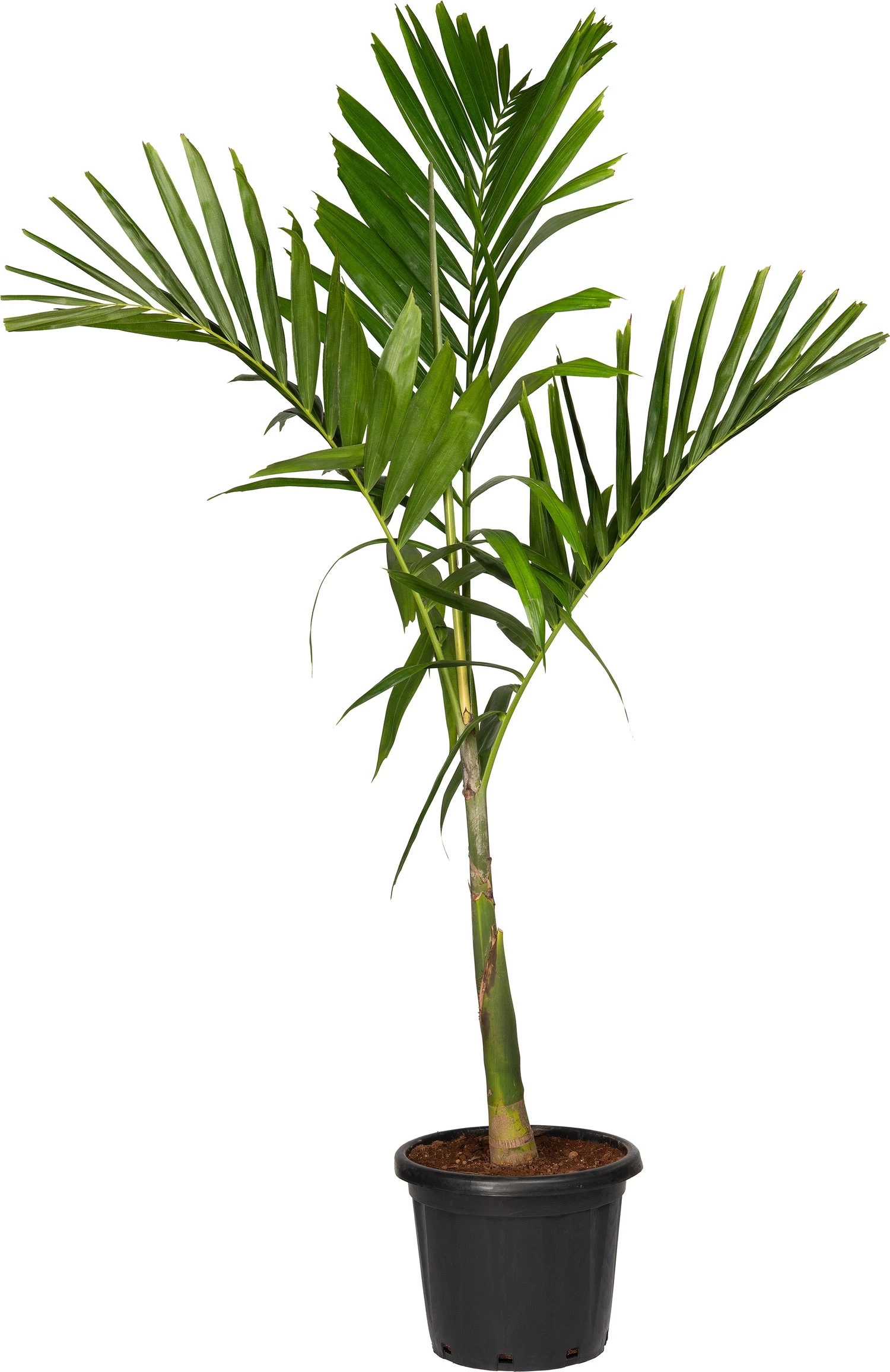 Alexanderpalm (Ptychosperma Elegans ) D 35 H 180 Cm 1 Alexanderpalm (Ptychosperma Elegans ) D 35 H 180 Cm