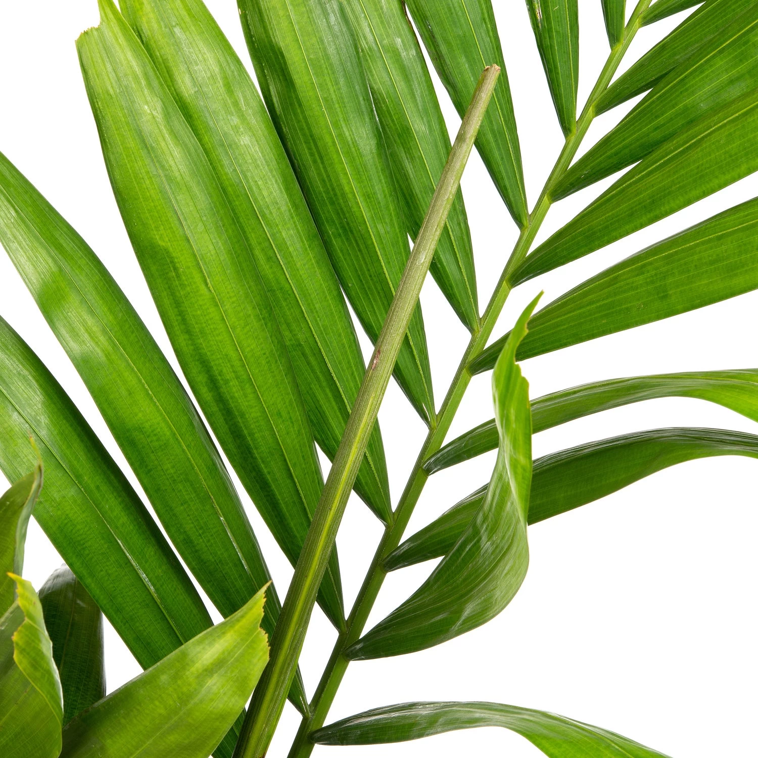 Alexanderpalm (Ptychosperma Elegans ) D 35 H 180 Cm 2 Alexanderpalm (Ptychosperma Elegans ) D 35 H 180 Cm - Afbeelding 2