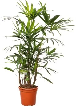 Bamboepalm (Rhapis Excelsa 'Ramif') D 24 H 110 Cm