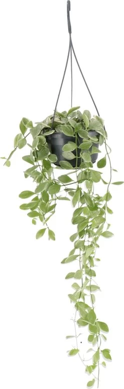 Dischidia (Dischidia 'Oiantha Variegata') D 14 H 35 Cm