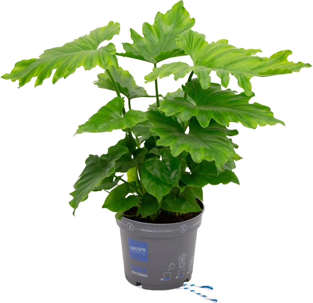 Philodendron (Philodendron Bipinnatifidum 'Shangri-La') D 17 H 60 Cm 1 Philodendron (Philodendron Bipinnatifidum 'Shangri-La') D 17 H 60 Cm