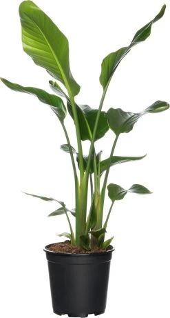 Paradijsvogelplant (Strelitzia Nicolai) D 17 H 70 Cm