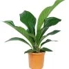 Langbladige Flamingoplant (Anthurium Jenmanii 'Green Passion') D 27 H 90 Cm