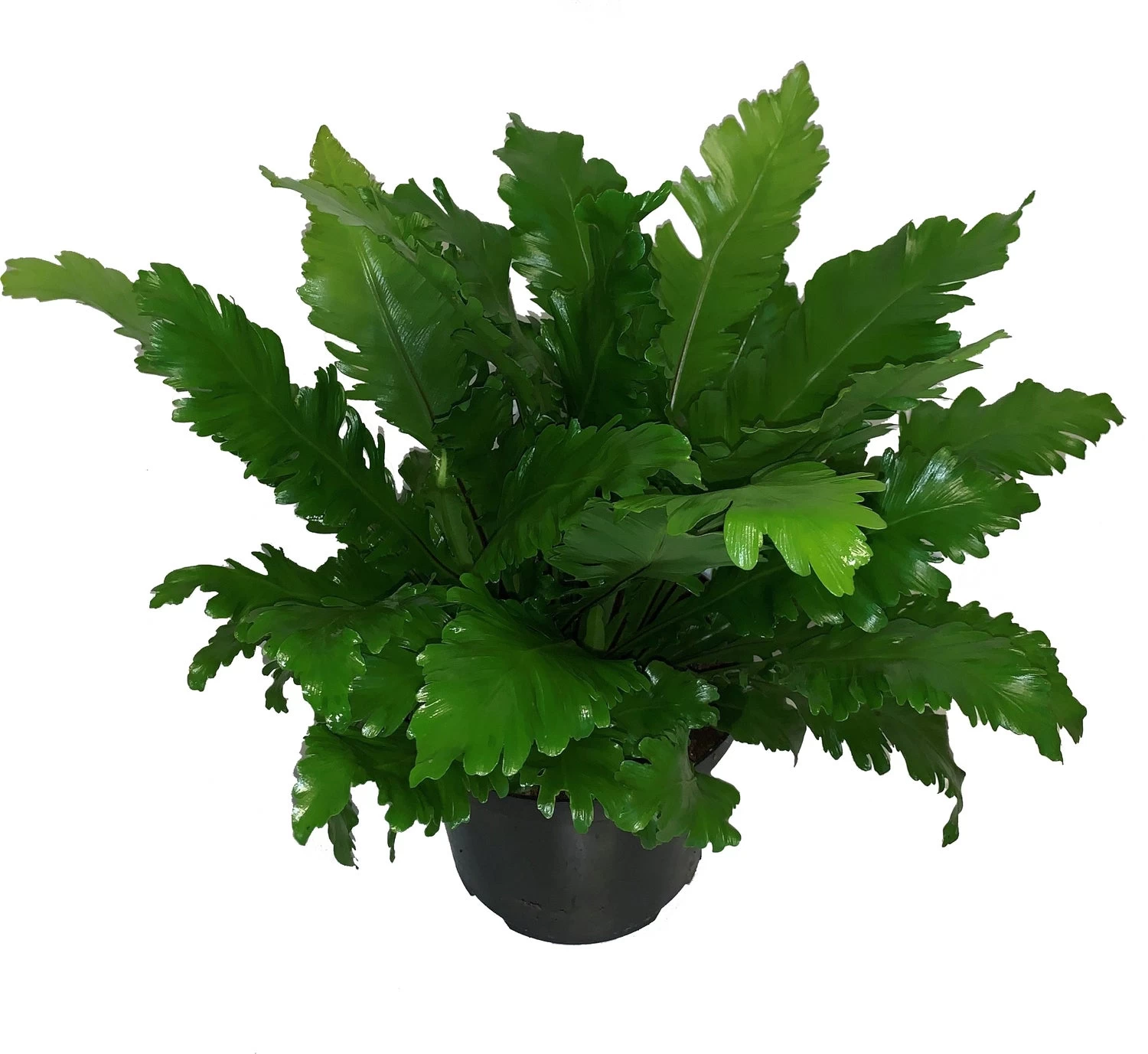 Nestvaren (Asplenium Nidus 'Campio') D 23 H 60 Cm 1 Nestvaren (Asplenium Nidus 'Campio') D 23 H 60 Cm