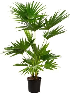 Chinese Schermpalm (Livistona Chinensis) D 24 H 100 Cm