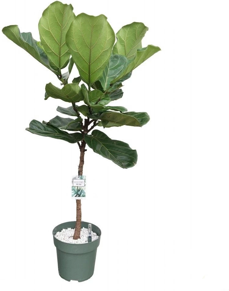 Vioolbladplant Op Stam (Ficus Lyrata) D 27 H 130 Cm 1 Vioolbladplant Op Stam (Ficus Lyrata) D 27 H 130 Cm