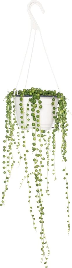 Erwtenplant (Senecio Rowleyanus) D 15 H 20 Cm