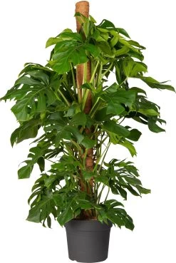 Gatenplant Met Mosstok (Monstera Pertusum) D 33 H 180 Cm