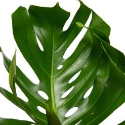 Gatenplant Met Mosstok (Monstera Pertusum) D 33 H 180 Cm -Kortingswinkel Voor Kamerplanten 8717263248750 2