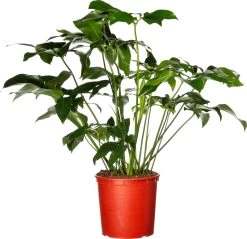 Philodendron (Philodendron 'Fun Bun') D 34 H 130 Cm
