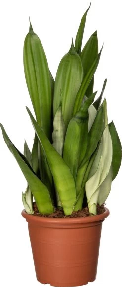 Vrouwentong (Sansevieria Trifasciata 'Moonshine') D 25 H 75 Cm