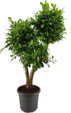 Vijgenboom (Ficus Microcarpa 'Nitida Pon Pon') D 40 H 170 Cm