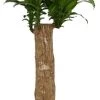 Drakenbloedboom (Dracaena Fragrans 'Massangeana') D 35 H 150 Cm