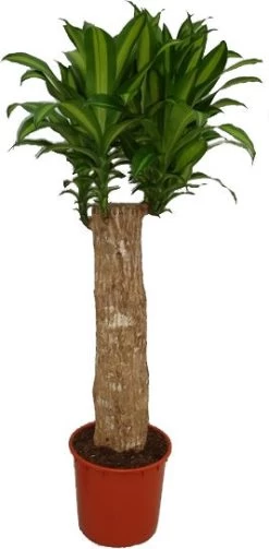 Drakenbloedboom (Dracaena Fragrans 'Massangeana') D 35 H 150 Cm