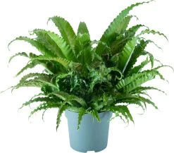 Nestvaren (Asplenium Antiquum 'Osaka') D 30 H 75 Cm