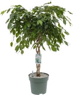 Treurvijg Op Gevlochten Stam (Ficus Benjamina 'Exotica') D 27 H 120 Cm