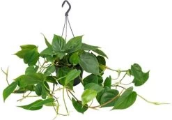 Philodendron (Philodendron Scandens) D 15 H 40 Cm