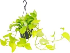 Drakenklimop (Epipremnum Pinnatum 'Golden Pothos') D 15 H 40 Cm