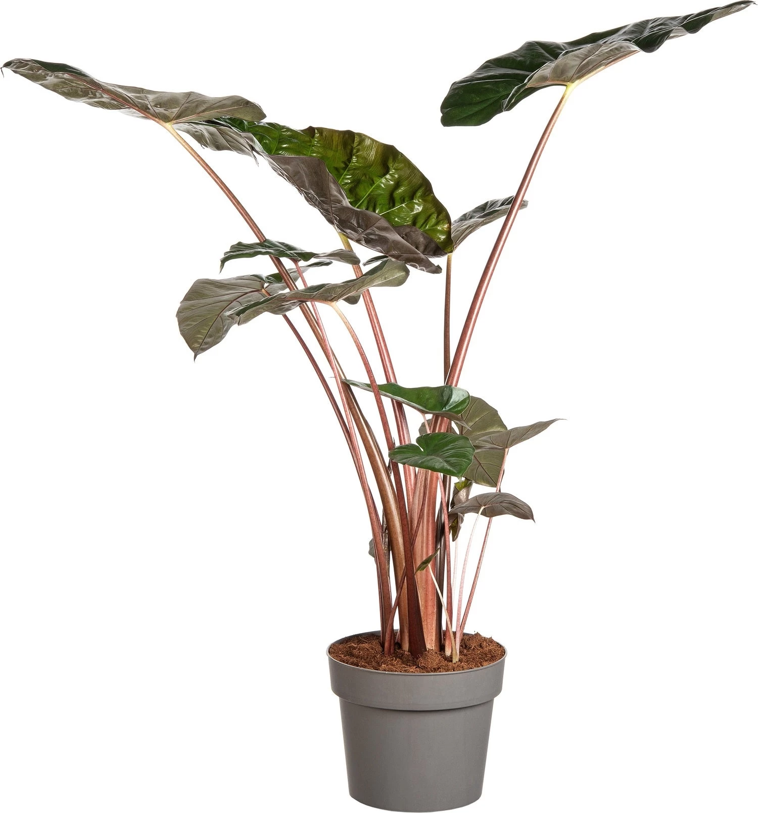 Olifantsoor (Alocasia 'Yucatan Princess') D 24 H 120 Cm 1 Olifantsoor (Alocasia 'Yucatan Princess') D 24 H 120 Cm