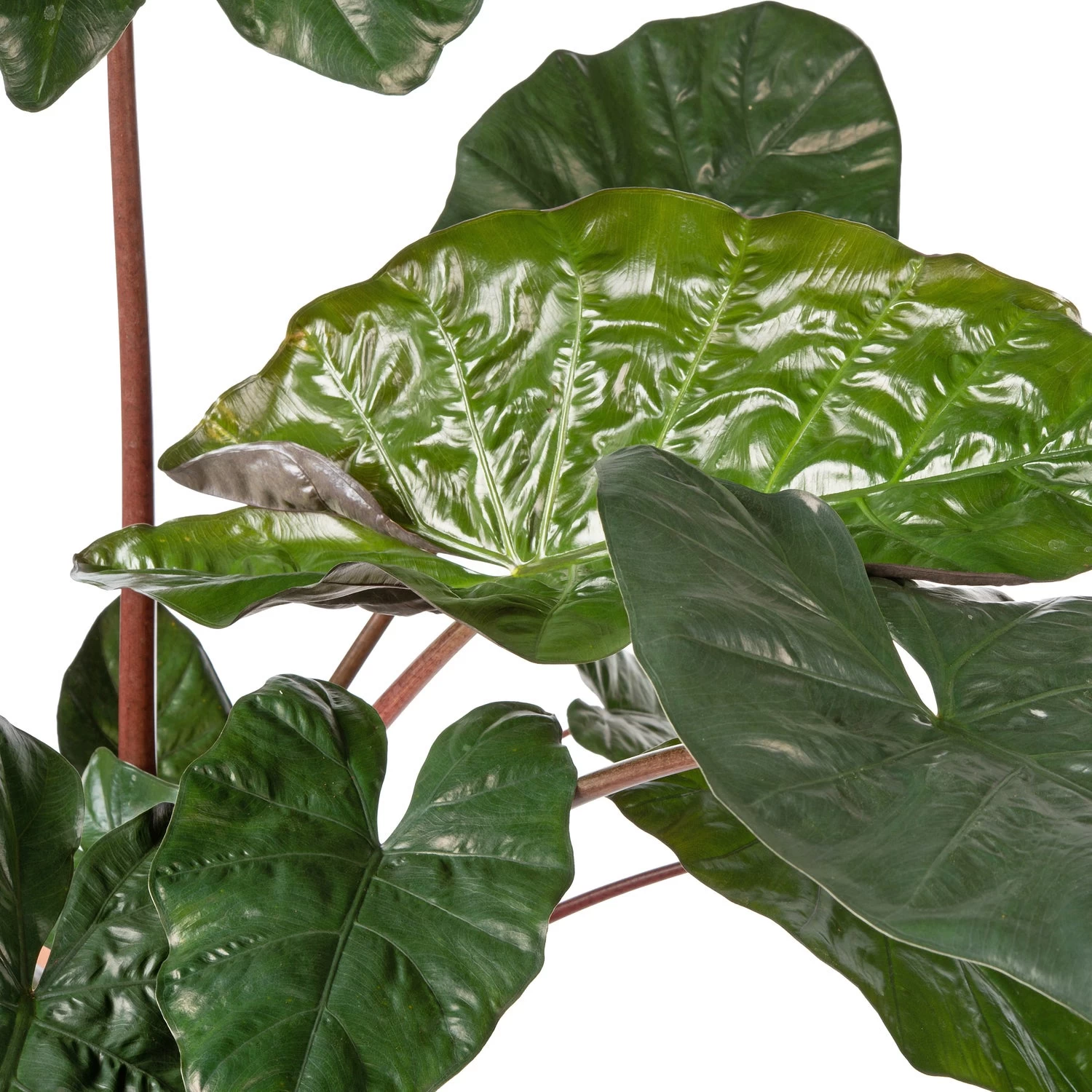 Olifantsoor (Alocasia 'Yucatan Princess') D 24 H 120 Cm 2 Olifantsoor (Alocasia 'Yucatan Princess') D 24 H 120 Cm - Afbeelding 2