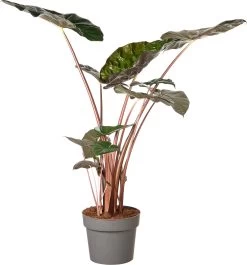 Olifantsoor (Alocasia 'Yucatan Princess') D 32 H 140 Cm