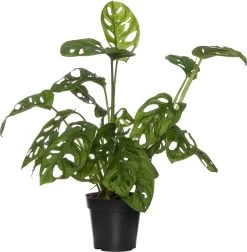 Gatenplant (Monstera Adansonii) D 15 H 40 Cm
