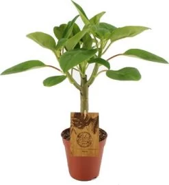 Peperomia (Peperomia 'Velvetree') D 15 H 40 Cm