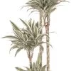 Drakenbloedboom (Dracaena Fragrans 'White Jewel') D 27 H 170 Cm