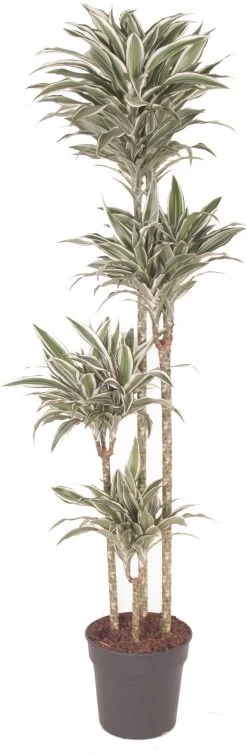 Drakenbloedboom (Dracaena Fragrans 'White Jewel') D 27 H 170 Cm