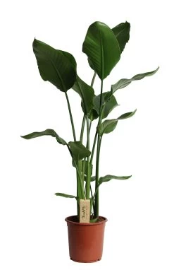 Paradijsvogelplant (Strelitzia Nicolai) D 36 H 180 Cm