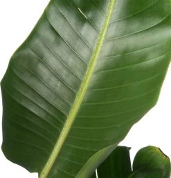 Paradijsvogelplant (Strelitzia Nicolai) D 36 H 180 Cm -Kortingswinkel Voor Kamerplanten 8717263250777 2 1