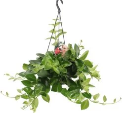 Lipstickplant (Aeschynanthus 'Mona Lisa') D 15 H 30 Cm