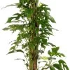 Philodendron (Philodendron 'Minima') D 19 H 80 Cm