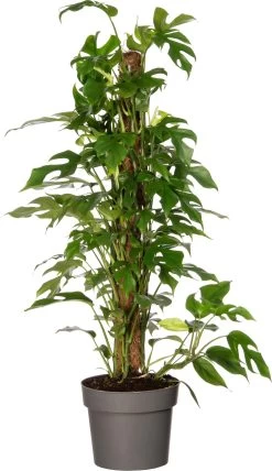 Philodendron (Philodendron 'Minima') D 19 H 80 Cm