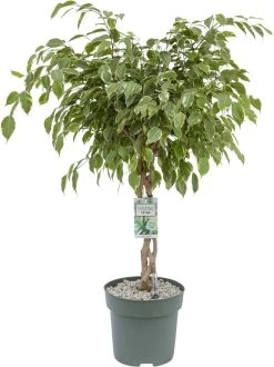 Treurvijg Op Gevlochten Stam (Ficus Benjamina 'Golden King') D 27 H 120 Cm