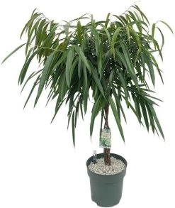 Rubberboom Op Gevlochten Stam (Ficus Binnendijkii 'Alii') D 27 H 120 Cm