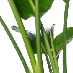 Kortingswinkel Voor Kamerplanten -Kortingswinkel Voor Kamerplanten 8717263251125 2